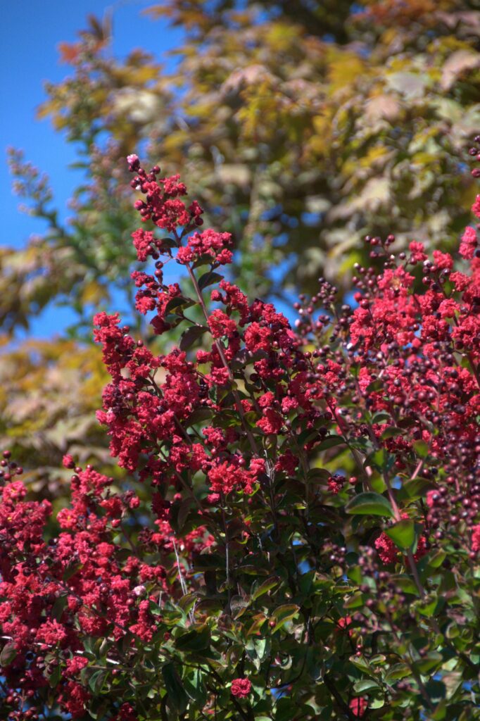 Lagerstroemia 'Dynamite'
