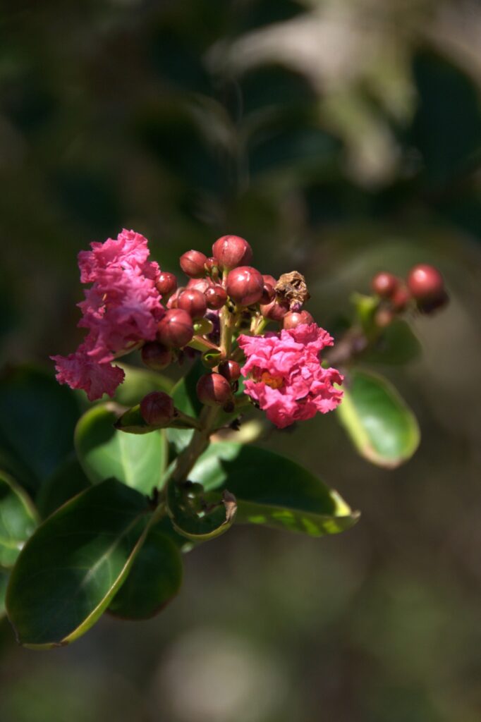 Lagerstroemia 'Hopi'