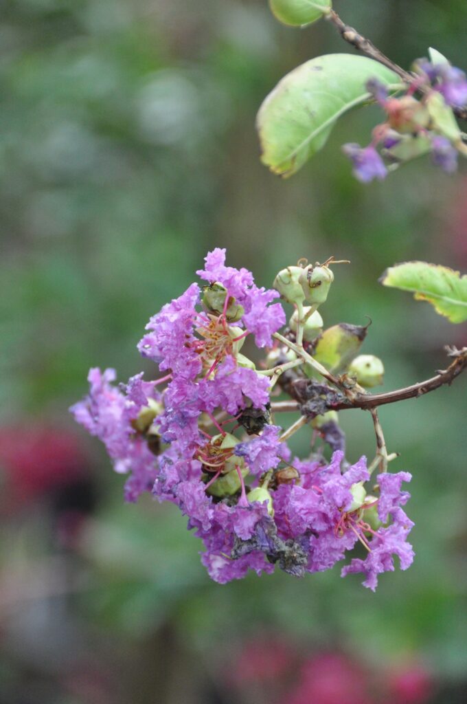 Lagerstroemia i. 'Catawba'