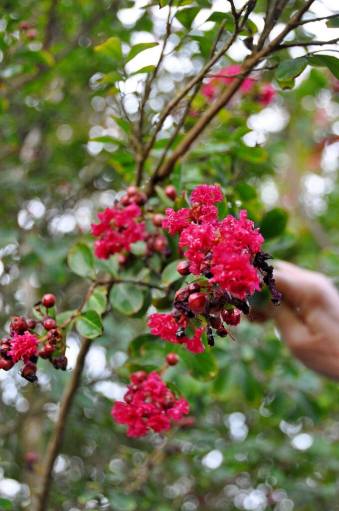 Lagerstroemia i. 'Durant Red'