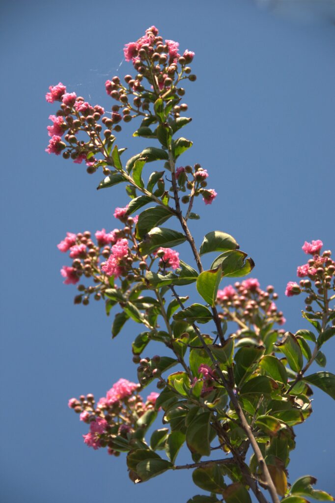Lagerstroemia 'Lipan'