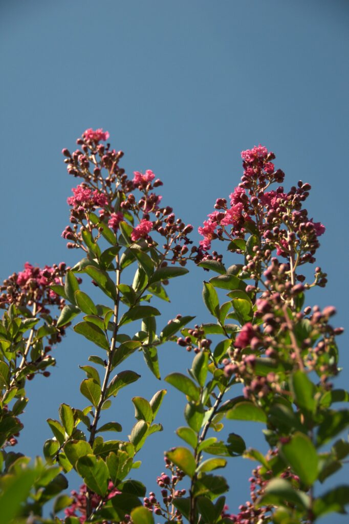 Lagerstroemia 'Tonto'