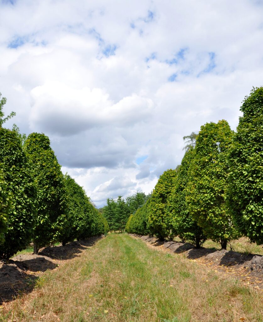 Carpinus bet. 'Columnaris'