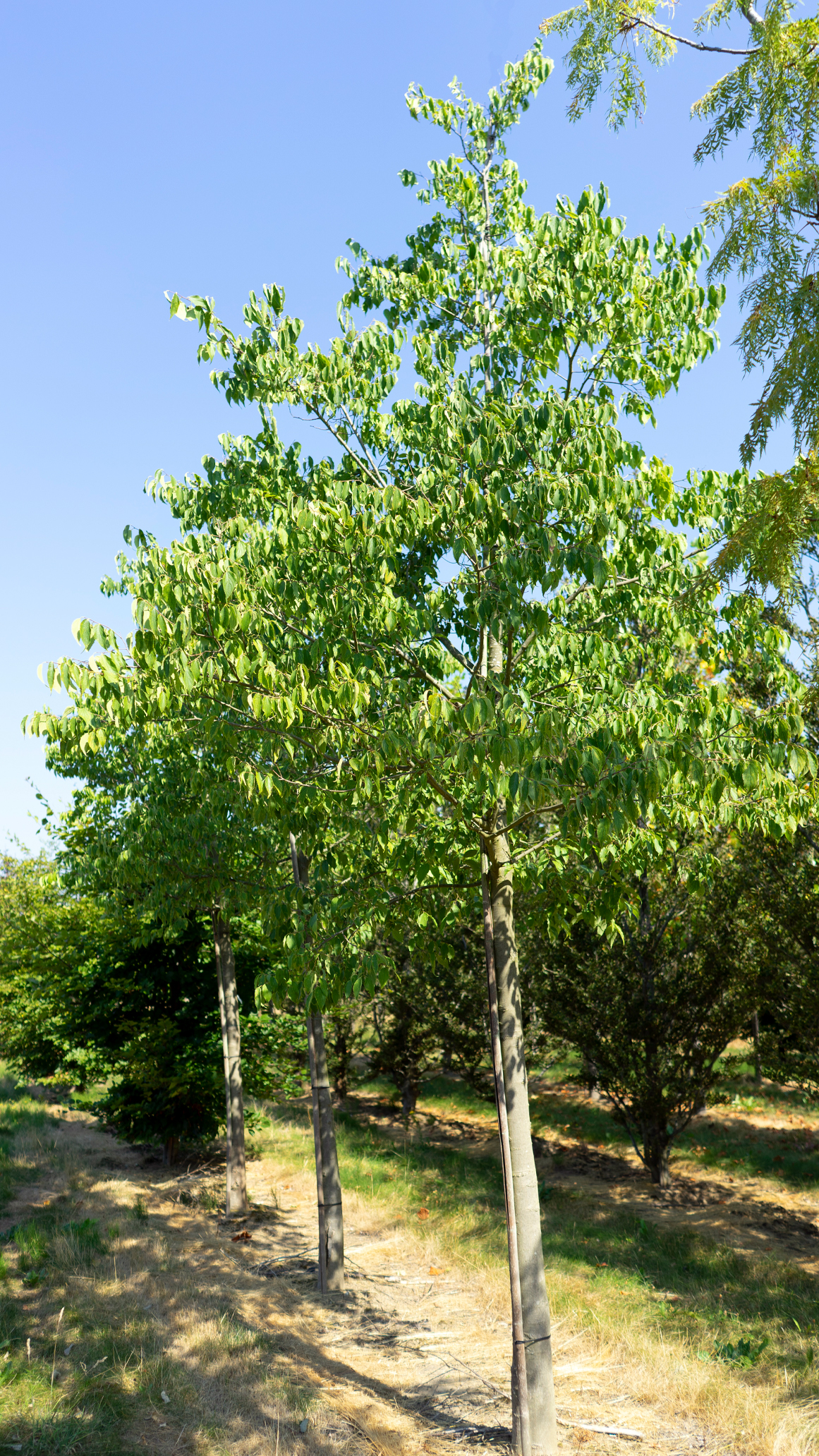 Celtis Australis P pini re De Bruyn
