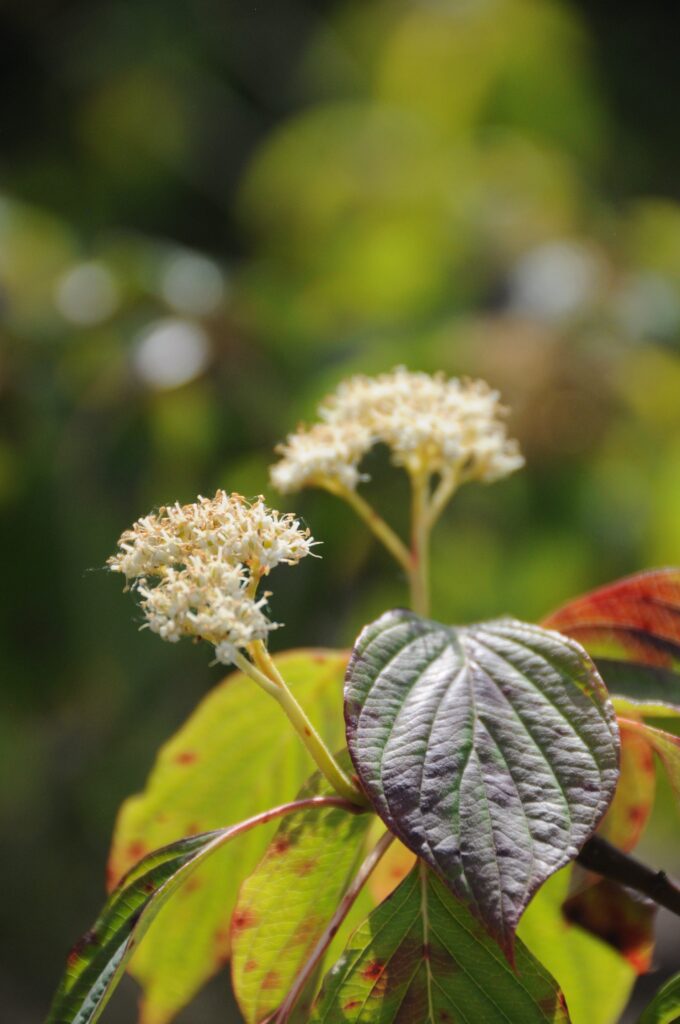 Cornus controversa 'Pagoda'
