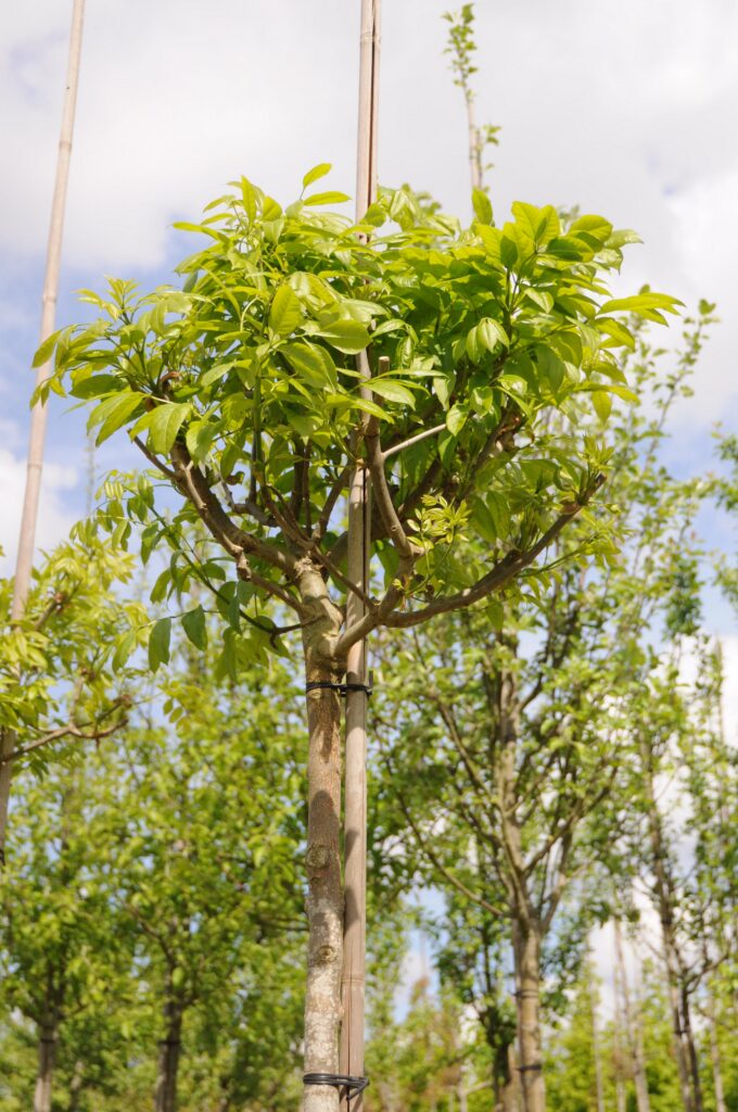 Fraxinus o. 'Mecsek'