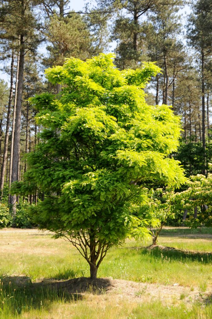 Gleditsia triac. 'Elegantissima'