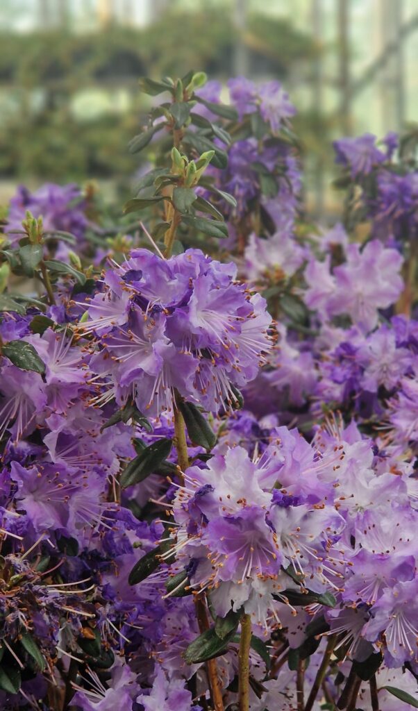 Rhododendron 'Blue Tit'