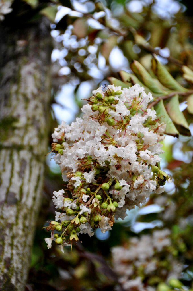 Lagerstroemia 'Acoma'