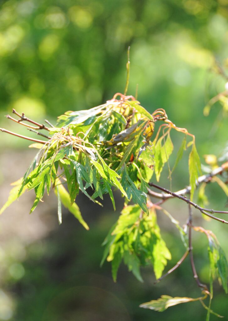 Acer pal. 'Hagaromo'