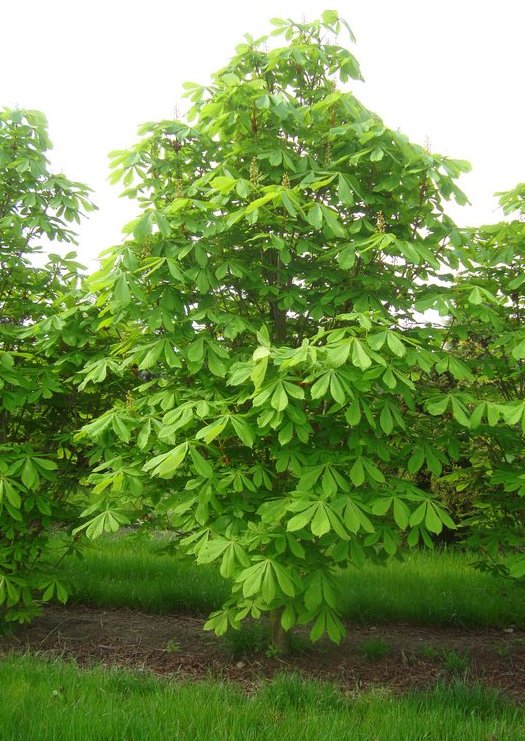 Aesculus hip. 'Pyramidalis'