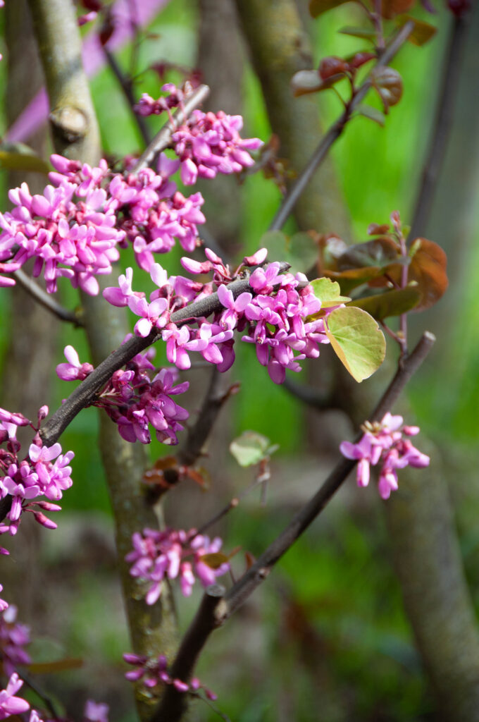 Cercis canadensis 'Merlot'