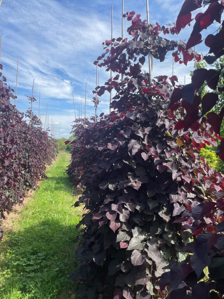 Cercis can. 'Ruby Falls'