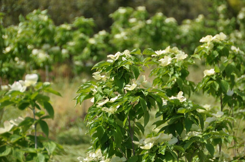 Cornus Aurora
