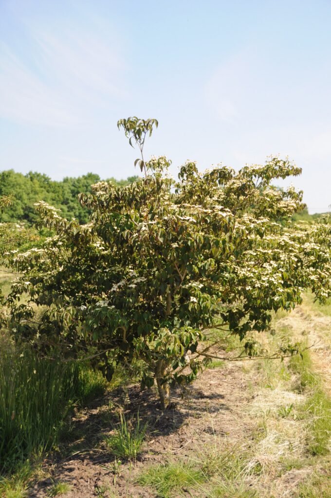 Cornus kousa 'Copacabana'