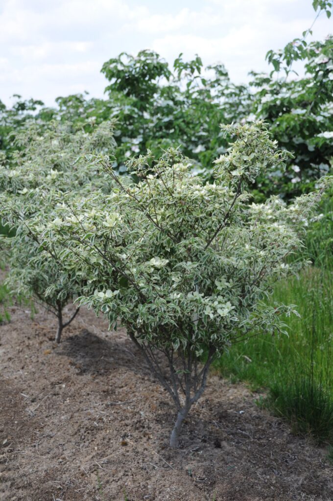 Cornus k. 'Re Tivano'