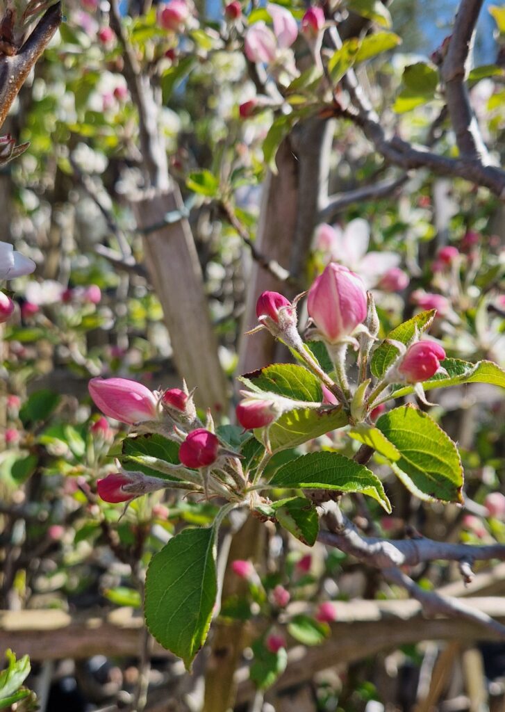 Malus d. 'Golden Delicious'