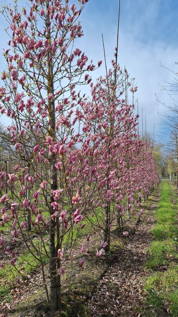 Magnolia 'Ricki'