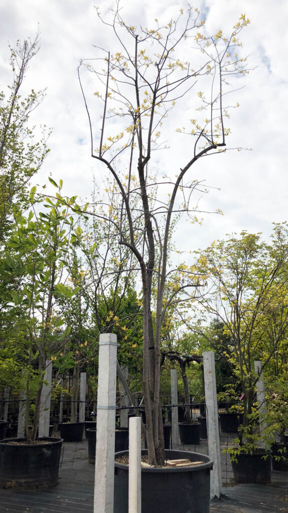 Oxydendrum arboreum