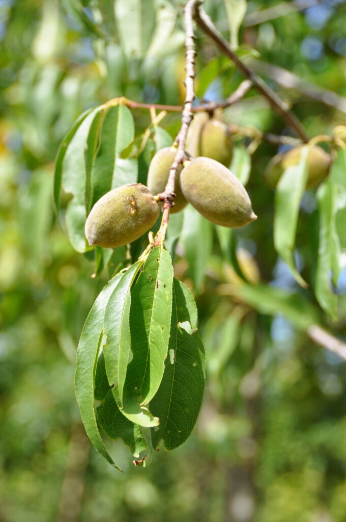 Prunus dulcis