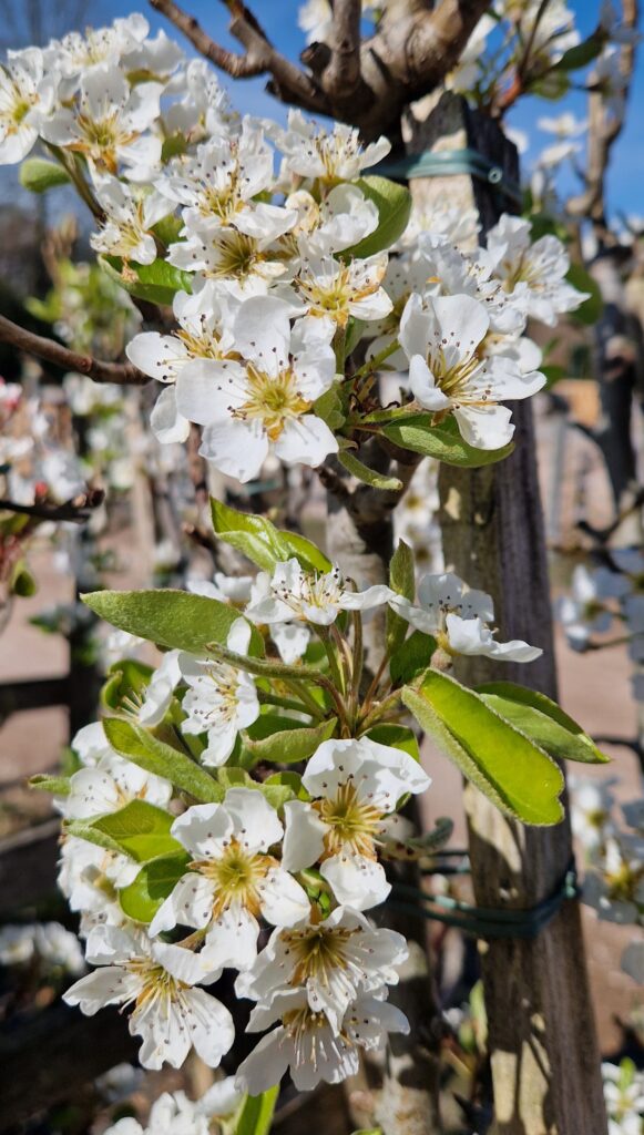 Pyrus c. 'Bon Chrétien Williams'