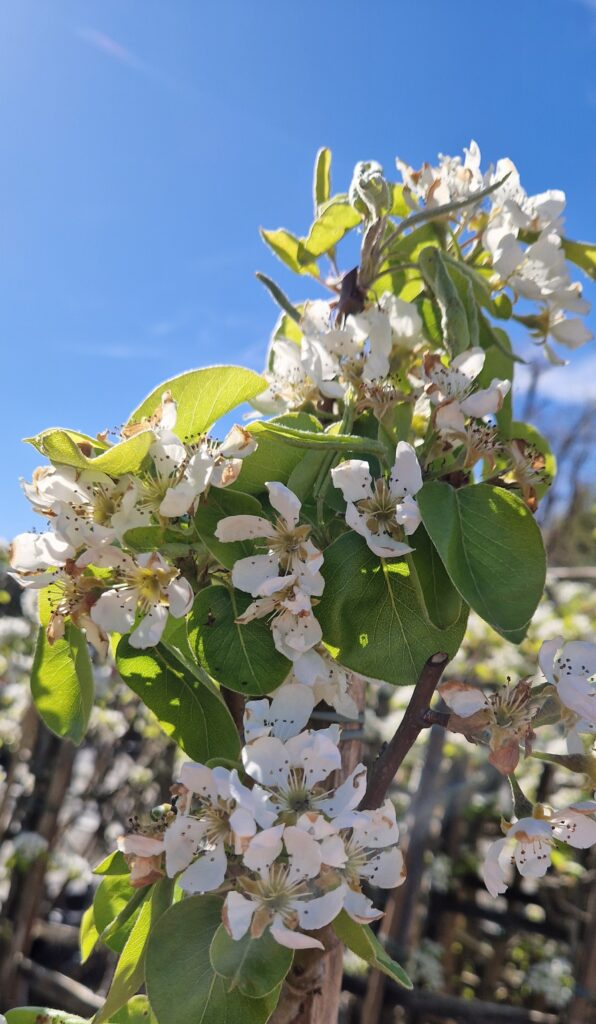 Pyrus c. 'Beurré Hardy'