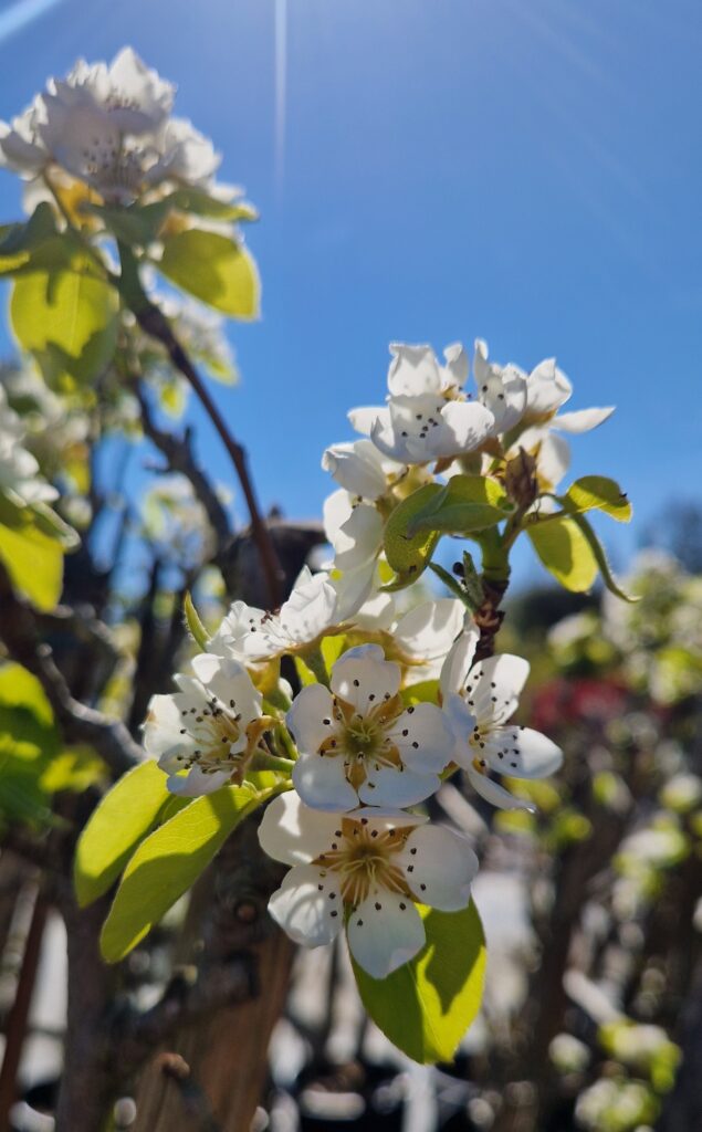 Pyrus c. 'Delbard Gourmande'