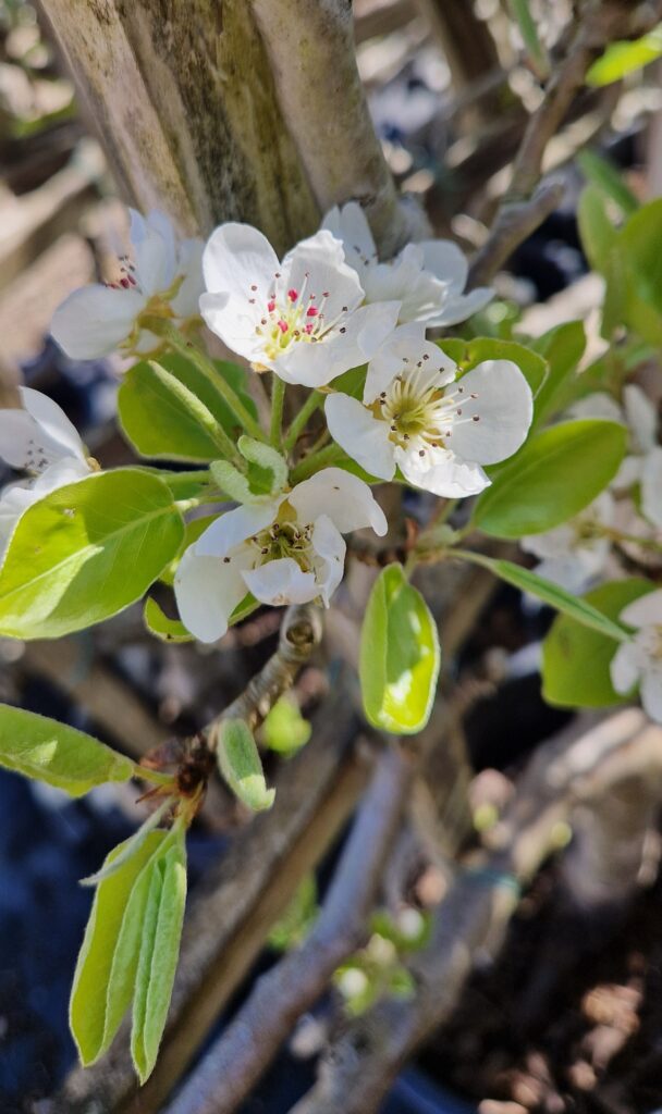 Pyrus c. 'Super Comice Delbard'
