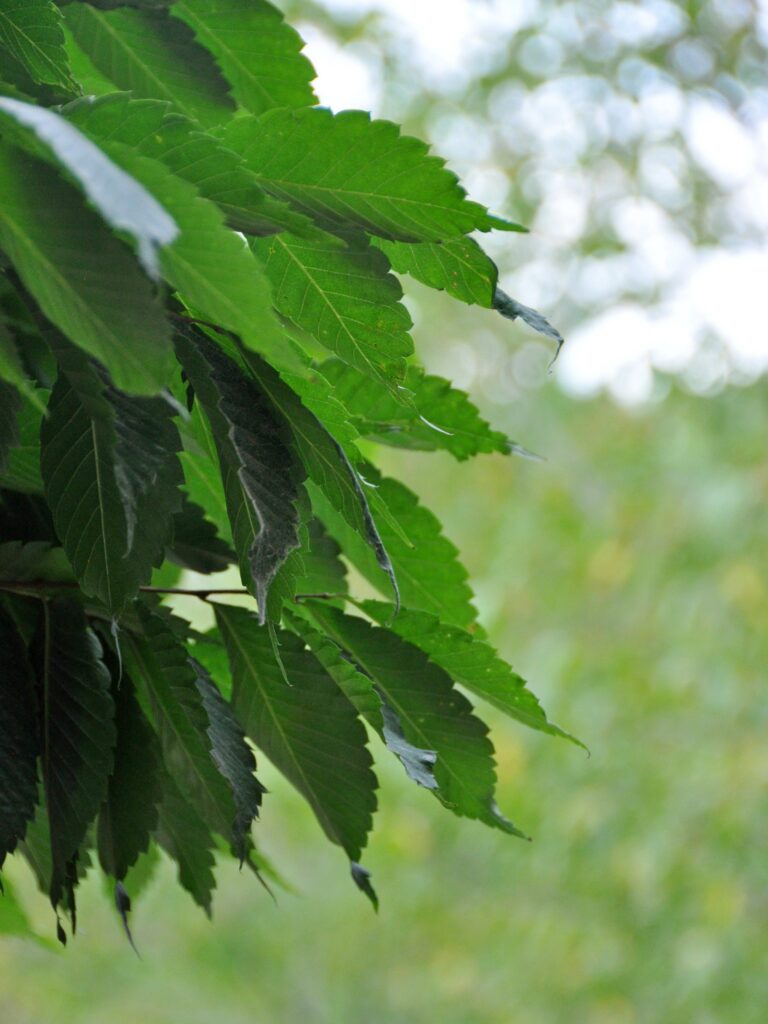 Zelkova serrata 'Goblin'
